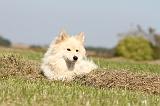 CHIEN FINNOIS DE LAPONIE 332